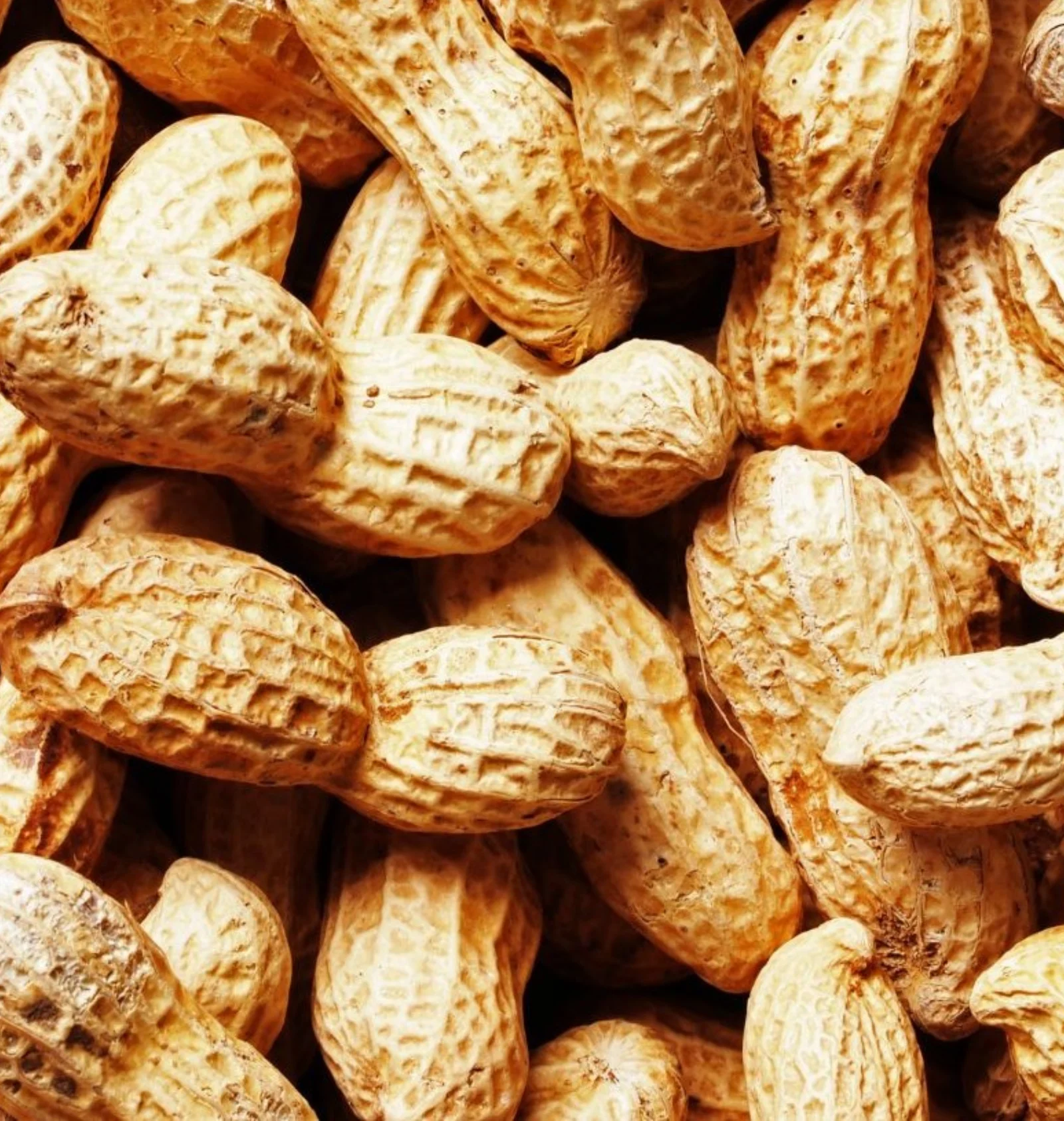 Groundnut