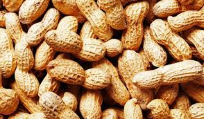 Groundnut