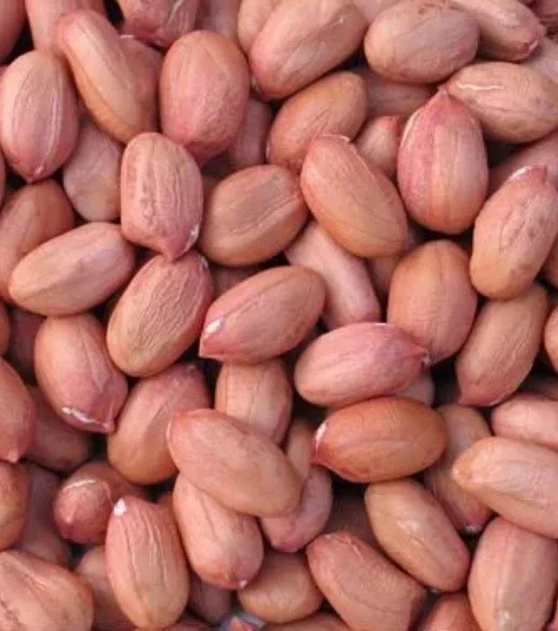 Groundnut