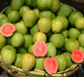 Guava