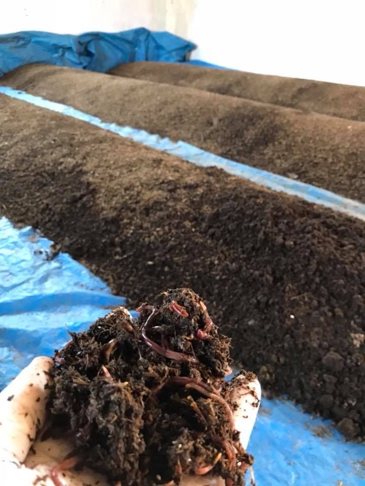 Vermicompost