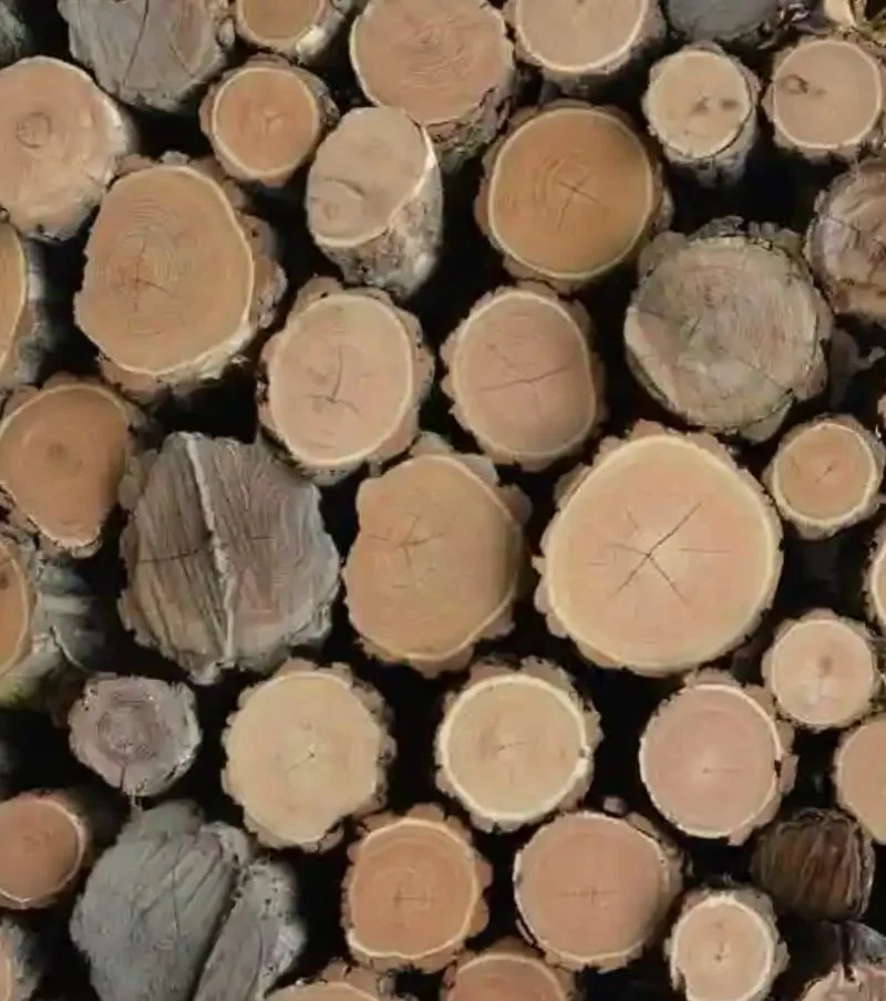 Indian Gum Arabic Tree wood