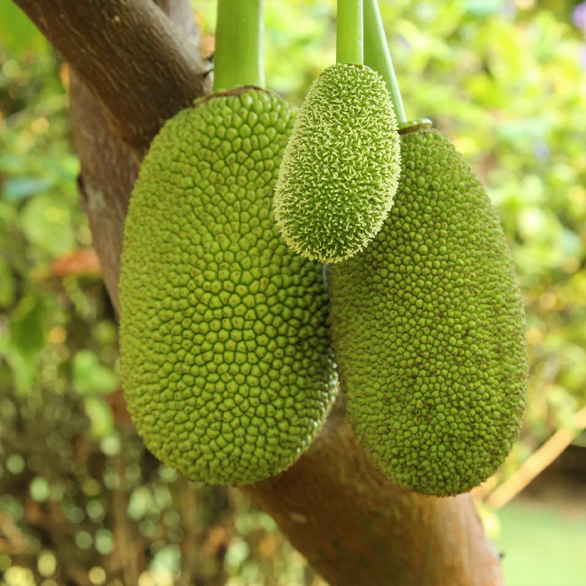 Jackfruit