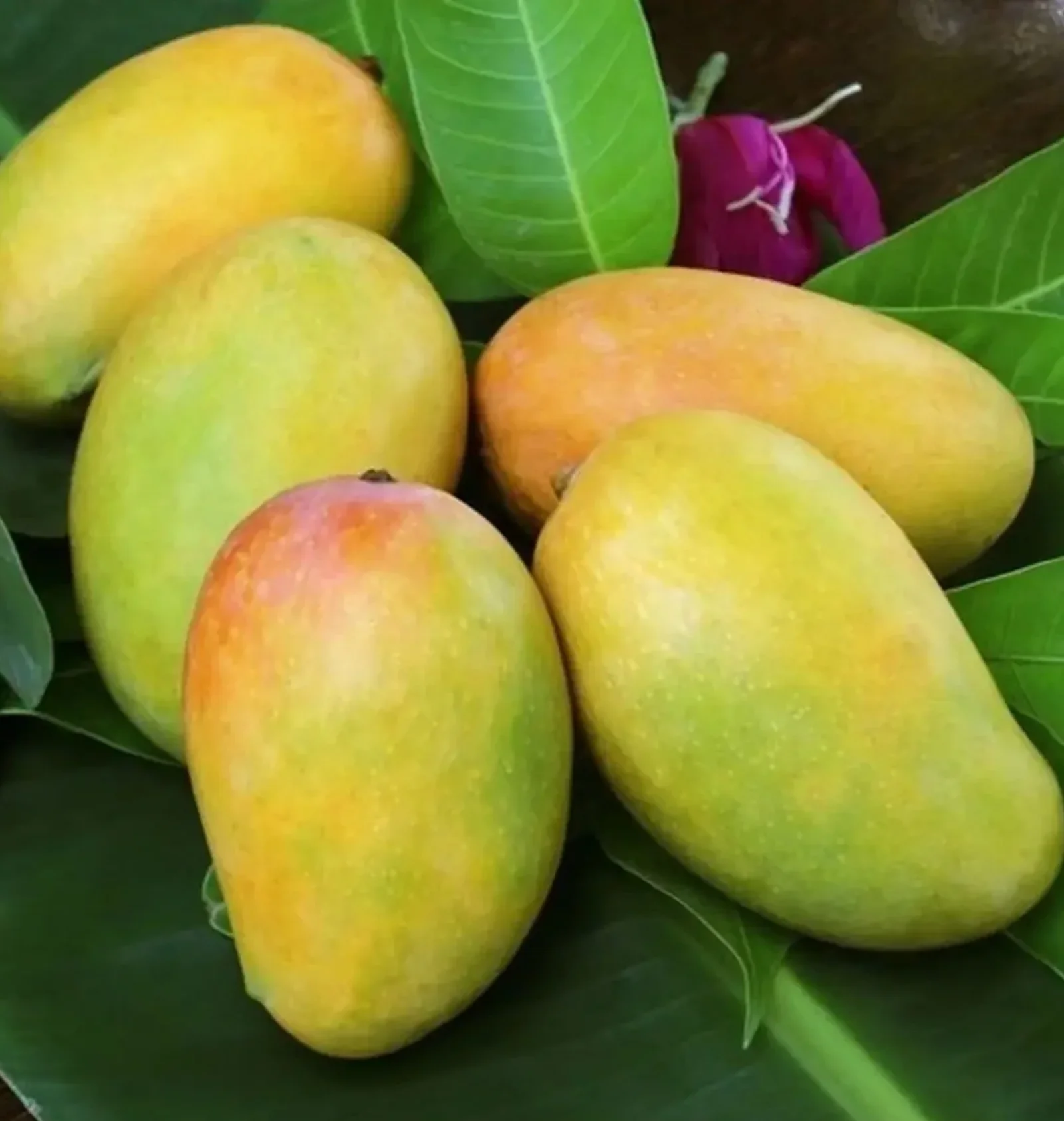 Kesar Mango