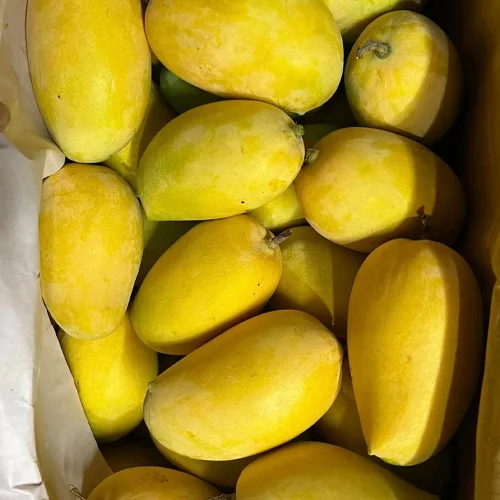 Kesar Mango