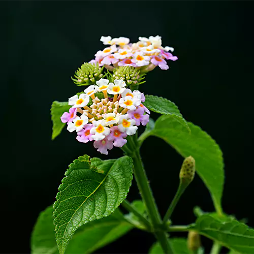 Lantana Camella
