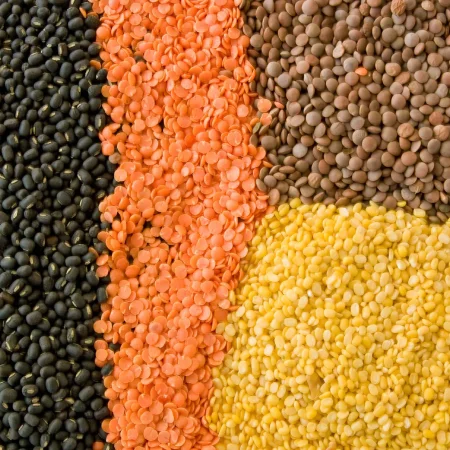 Lentil