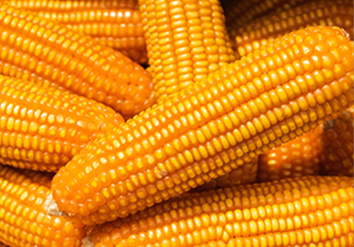 Maize