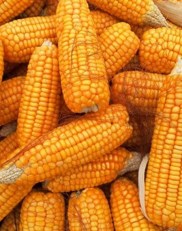 Maize