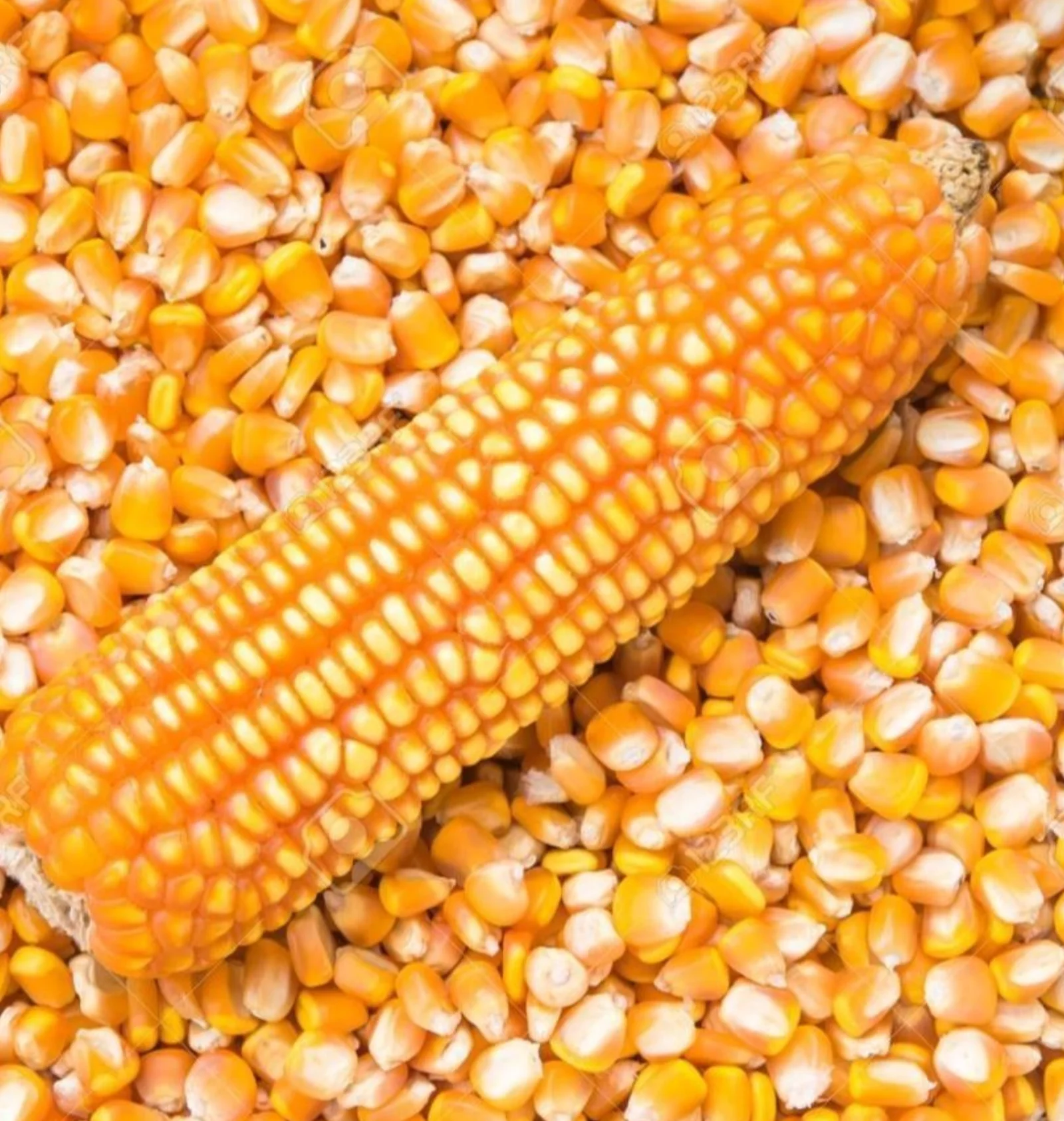 Maize