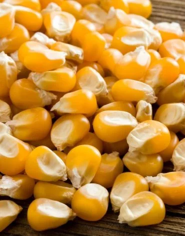 Maize