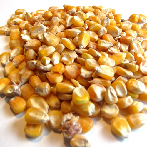 Maize Grain