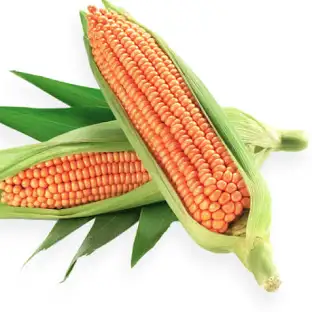 Maize
