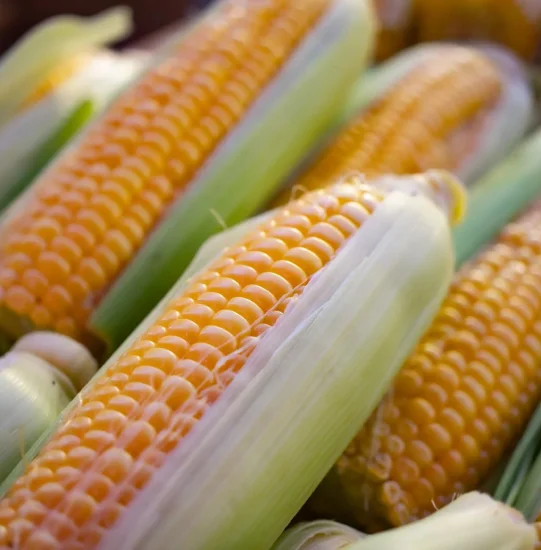 Maize