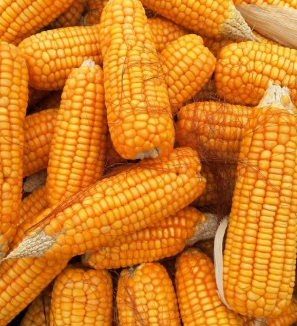 Maize