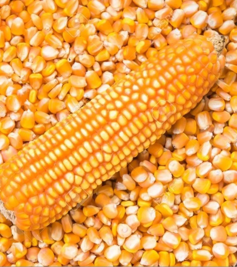 Maize