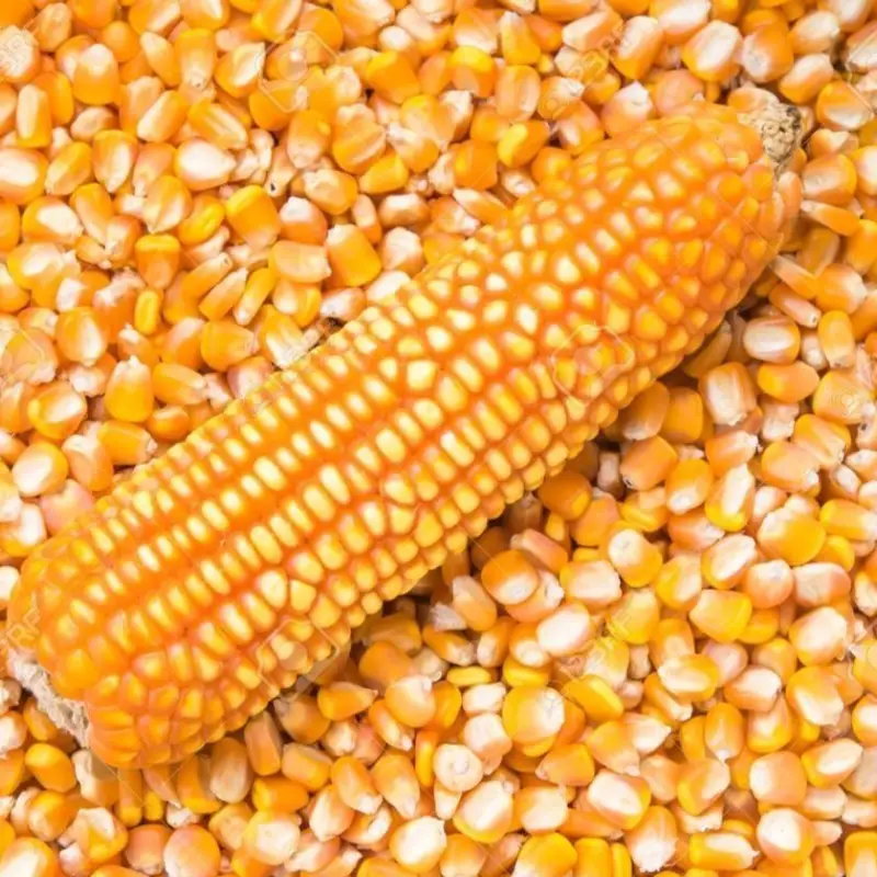 Maize