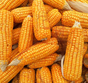 Maize