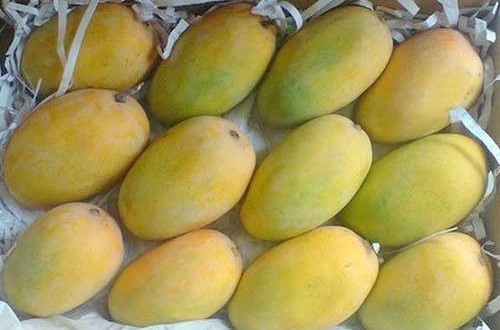 Mango