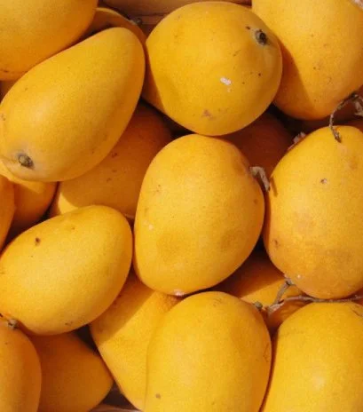 Mango