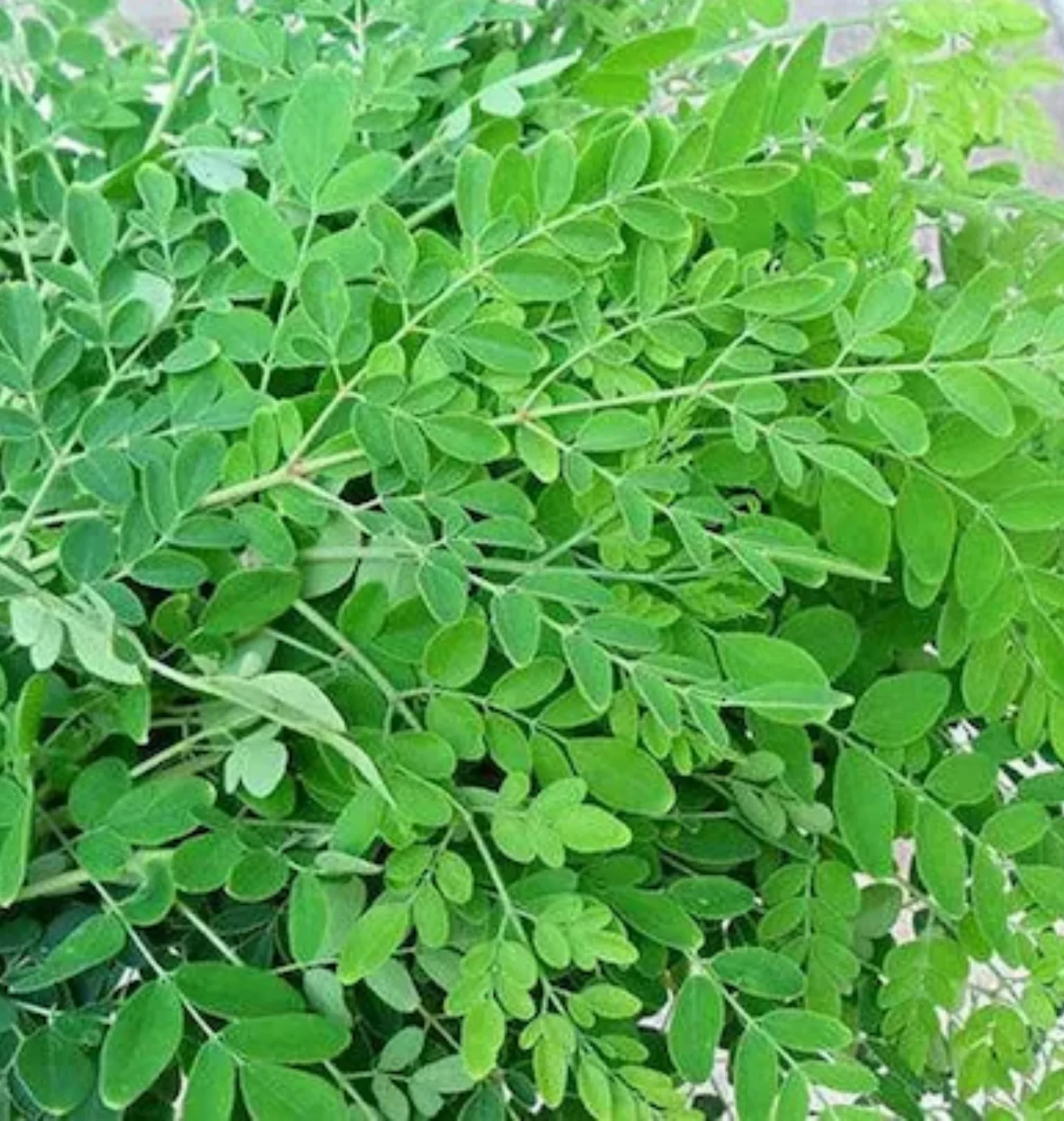 Moringa Leave