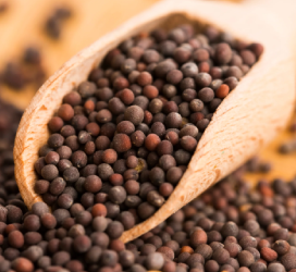 Mustard Seeds