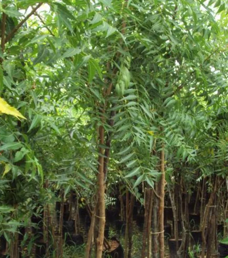 Neem Tree