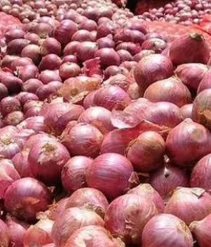 Onion