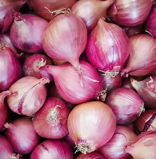 Onion