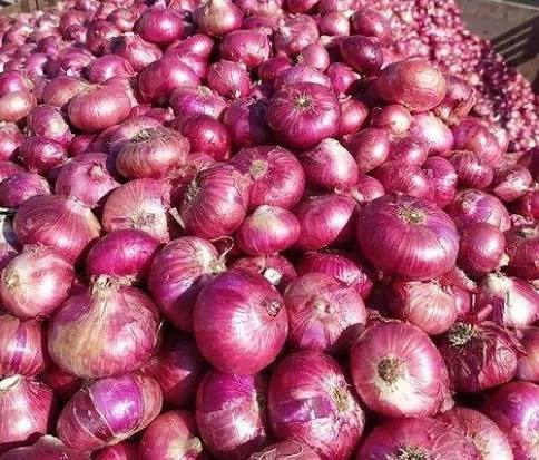 Onion