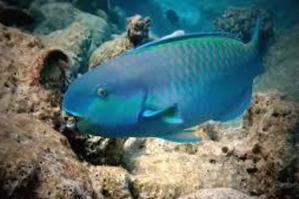 Parrotfish