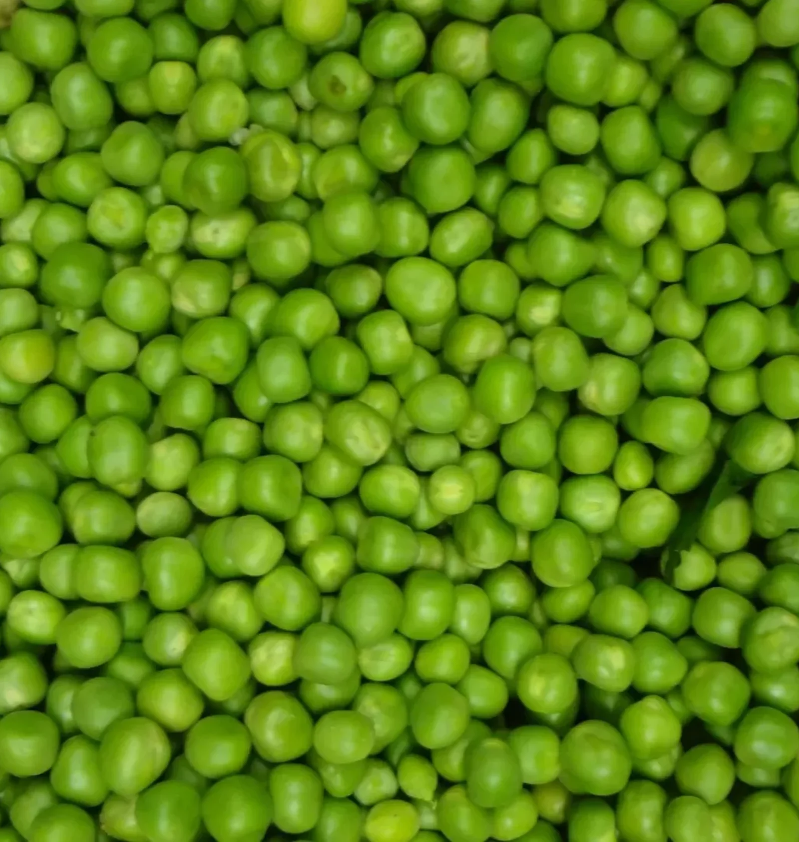 Pea
