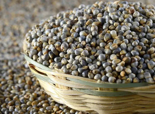 Pearl Millet
