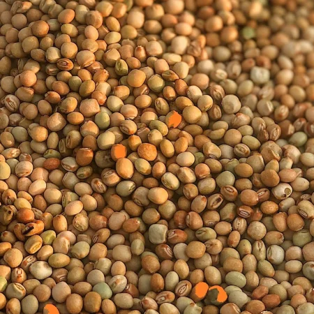 Pigeon pea