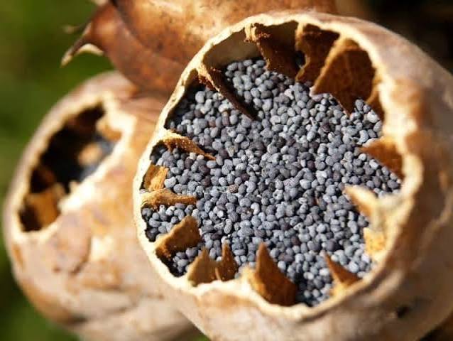 Poppy Seeds
