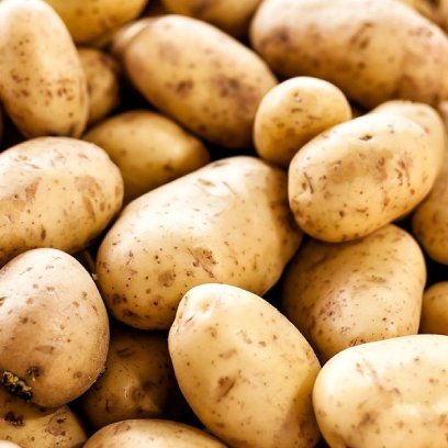 Potato