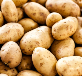 Potato