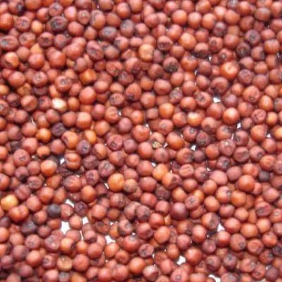 Ragi Millet