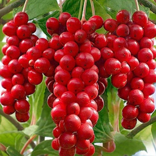 Schisandra Chinensis Magnolia Berries