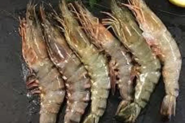 Sea Prawns