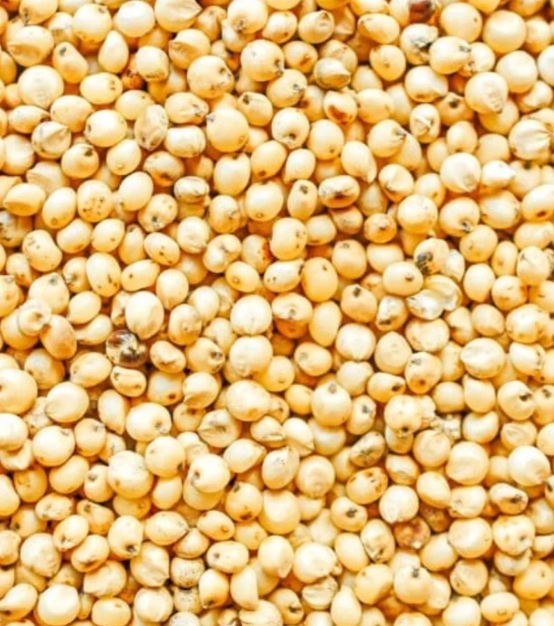 Sorghum
