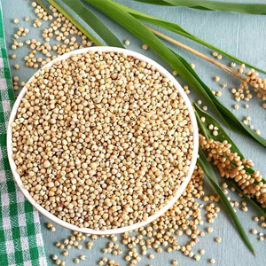 Sorghum