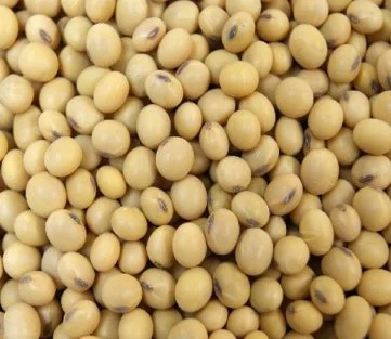 Soya Beans