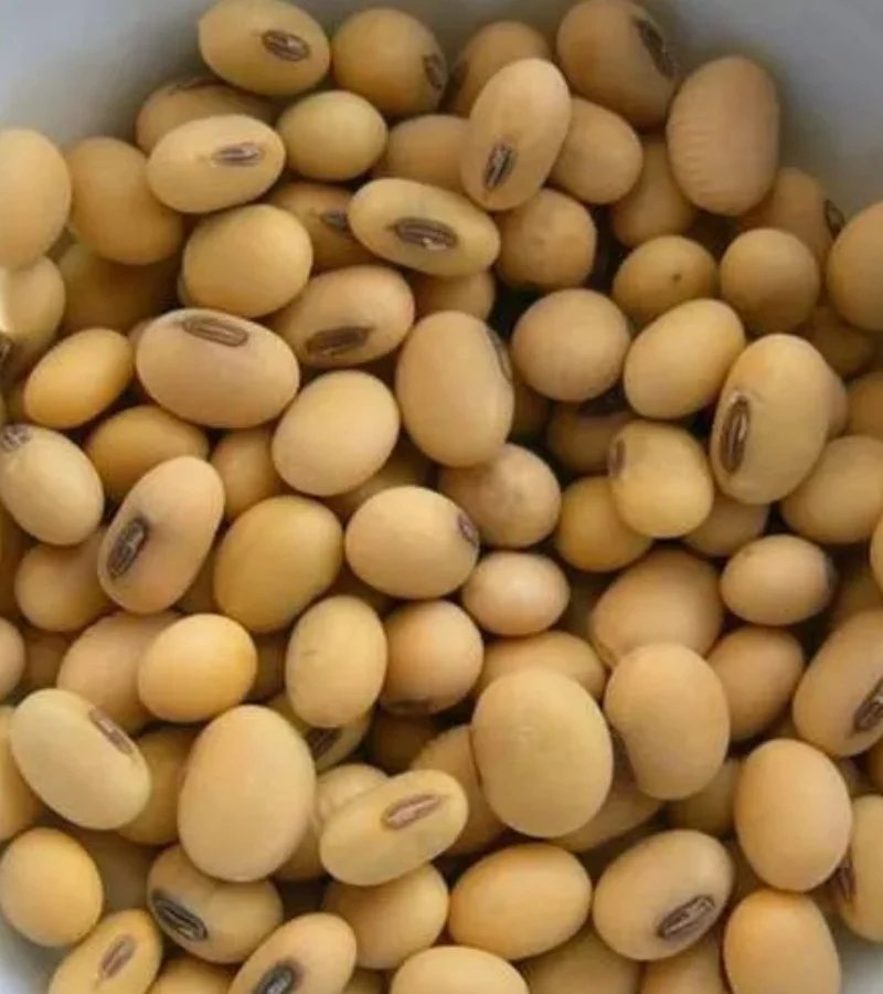 Soya Beans