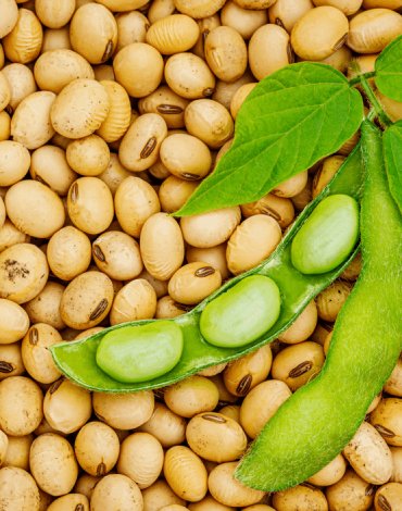 Soybean