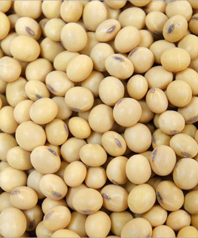 Soybean