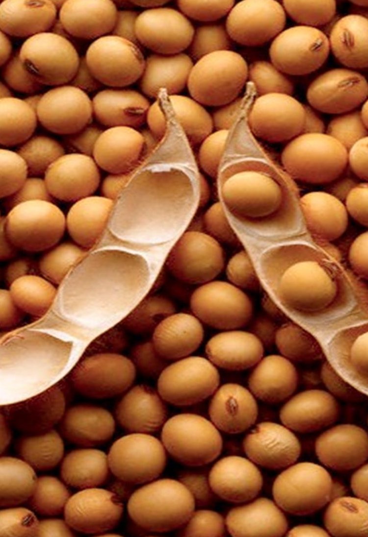 Soybean