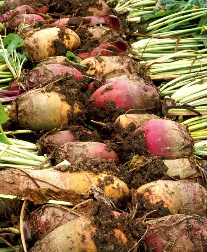 Sugar Beet