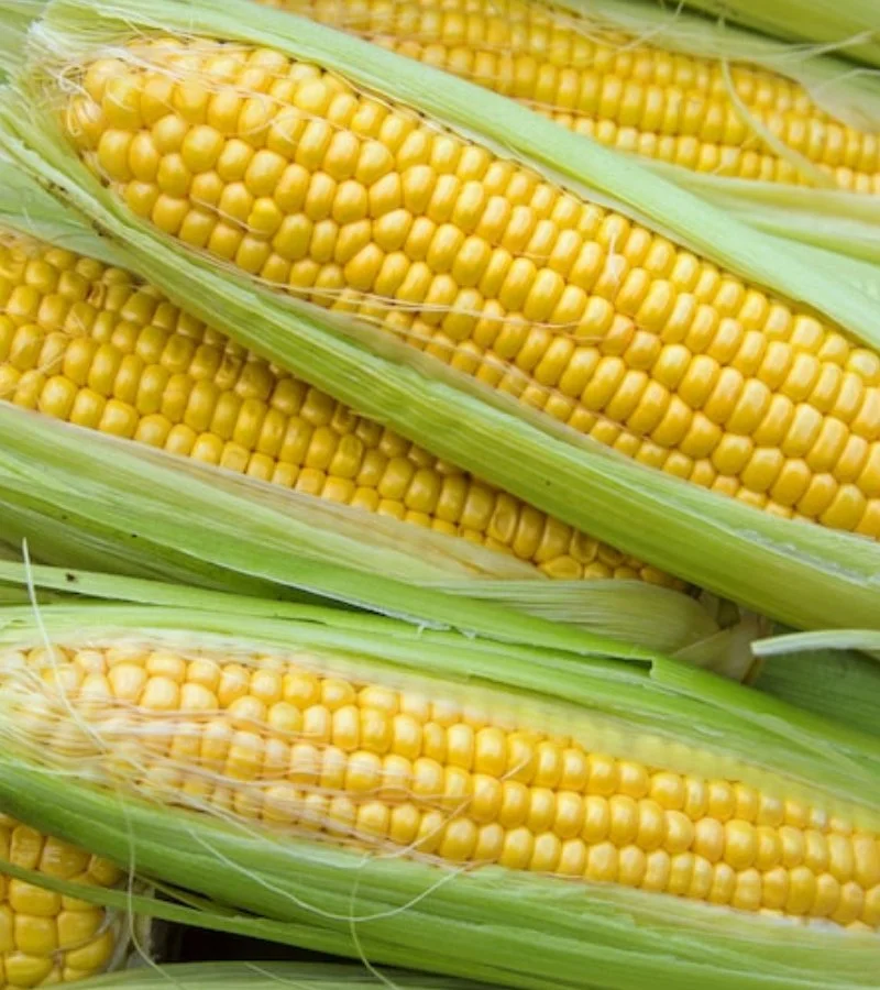 Sweet Corn