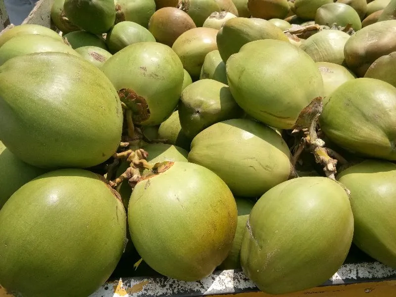 TENDER GREEN COCONUT
